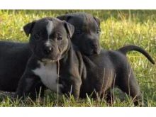 Blue nose American Pitbull terrier pups Available,Email at (jaseisla83@gmail.com )