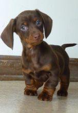 Adorable Dachshund Puppies