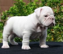 Affectionate English bulldog puppies for re-homing