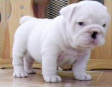 Affectionate English bulldog puppies for re-homing