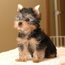 Affectionate Teacup Yorkie puppies Available