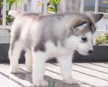 Alaskan Malamute puppies awaiting new homes