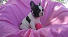 Attractive male and female French Bulldog puppies