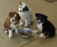 Australian Shepherd Puppies for Rehoming,