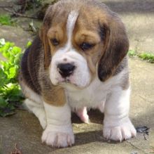 Beagle Puppies for Adoption