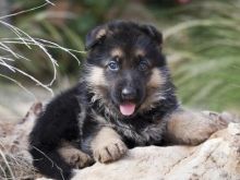 Beautiful German Shepard Puppies