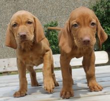 Beautiful Vizsla Puppies