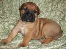 Brilliant Bullmastiff Puppies for Re-homing