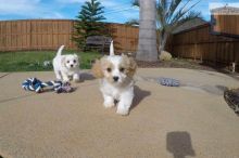 Cute Cavachon Puppies Available