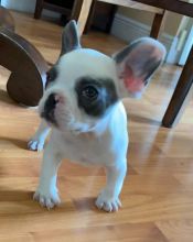 French Bulldog Puppies For Adoption text 410 449 0527