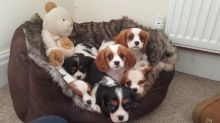Gorgeous Cavalier King Charles Spaniel puppies available.