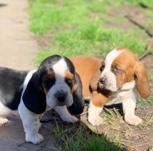 Healthy Basset Hound Pups available