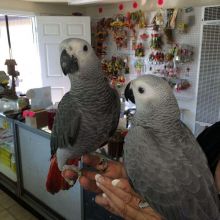 Home raised and very friendly parrots.