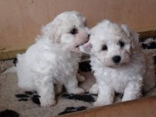 Male and female Bichon Frise puppies for adoption