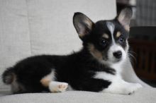 Prembroke Welsh Corgi puppies