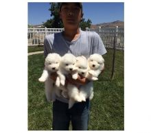 Snow white Samoyed Puppies availabl