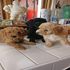Standard Poodle Puppies