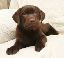 Well trained Labrador Retriever puppies ready for their new homes