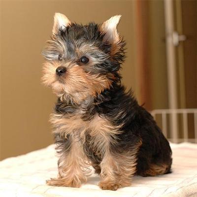Affectionate Teacup Yorkie puppies Available Image eClassifieds4u
