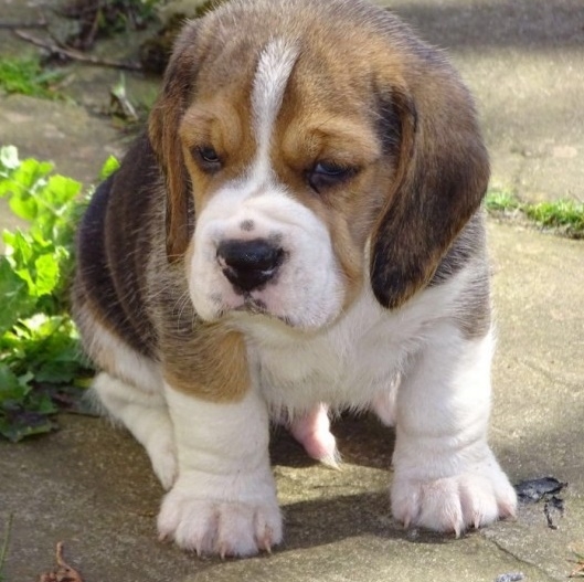 Beagle Puppies for Adoption Image eClassifieds4u