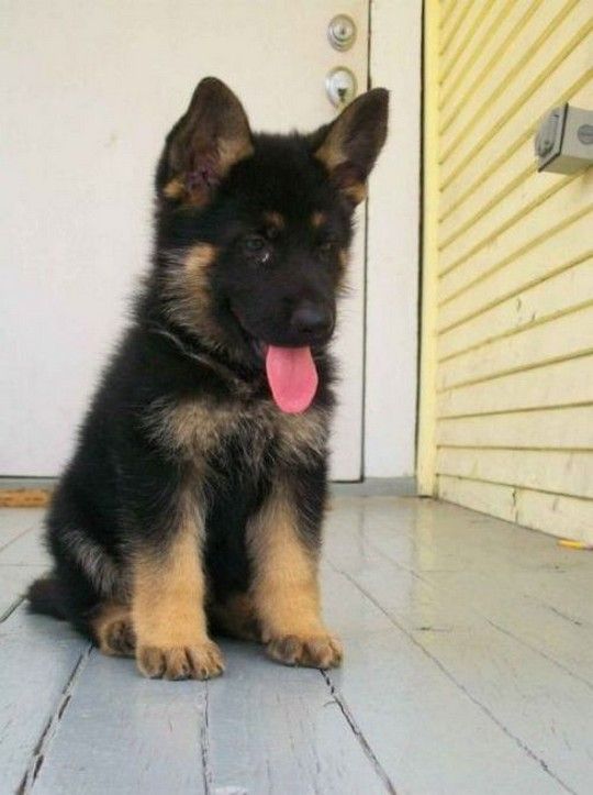 Beautiful German Shepard Puppies for any pet loving home Image eClassifieds4u