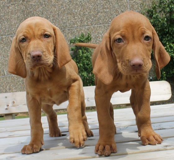 Beautiful Vizsla Puppies Image eClassifieds4u