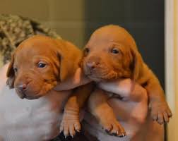 Beautiful Vizsla Puppies Image eClassifieds4u