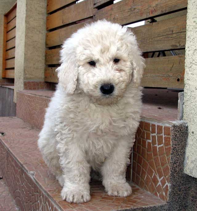 Komondor Puppies for new families Image eClassifieds4u