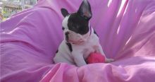 Attractive male and female French Bulldog puppies Image eClassifieds4u 2