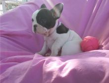 Attractive male and female French Bulldog puppies Image eClassifieds4u 3