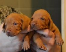 Beautiful Vizsla Puppies Image eClassifieds4U