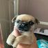 Chug Puppies Ready To Leave Image eClassifieds4U