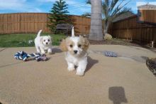 Cute Cavachon Puppies Available Image eClassifieds4U