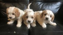 Cute Cavachon Puppies Available Image eClassifieds4U
