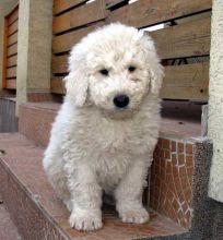 Komondor Puppies for new families Image eClassifieds4U