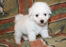 Male and female Bichon Frise puppies for adoption Image eClassifieds4U