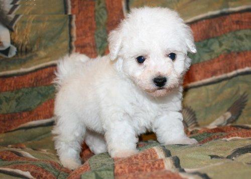 Male and female Bichon Frise puppies for adoption Image eClassifieds4u