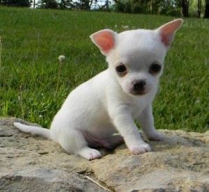 Outstanding Chihuahua puppies Image eClassifieds4u