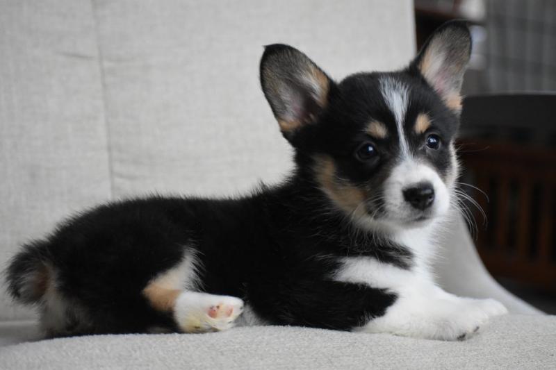 Prembroke Welsh Corgi puppies Image eClassifieds4u