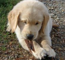 Cute CKC Golden Retriever Puppies For Re-homing Now Available