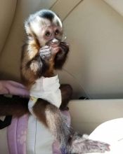 Diapers trained Capuchin monkeys for rehoming