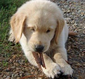 beautiful pair of golden retriever pupppies for (free) adoption Image eClassifieds4u