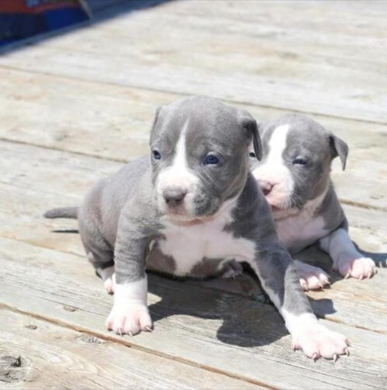 Blue nose American Pitbull terrier pups Available Image eClassifieds4u