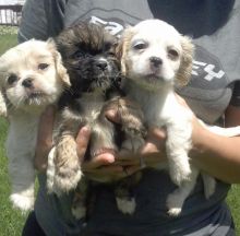 Cavapoo Puppies Available