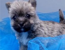 Cute Cairn Terrier puppies Available.