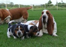 Healthy Basset Hound Pups available