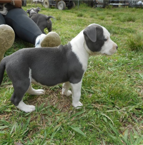 American Staffordshire terrier puppies Available Image eClassifieds4u
