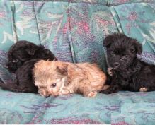 Accommodating Yorkie Poo puppies Available