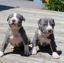 Blue nose American Pitbull terrier pups Available