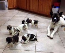 Akita puppies for re homing